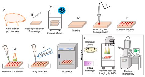 IJMS Free Full Text Development Of An Experimental Ex Vivo Wound