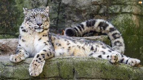 Irbiś śnieżny odpoczywający na skałach