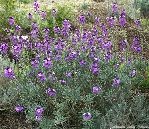 Organic Erysimum Linifolium Bowles Mauve Plants From Mountain Valley