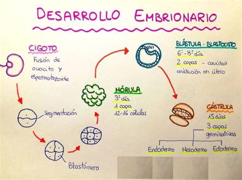 Esquema Del Desarrollo Embrionario ¡fotos And Guía 2024