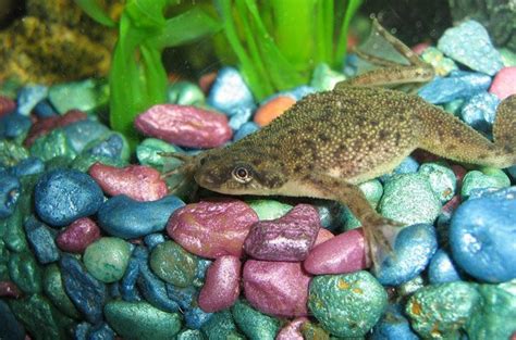 [Complete Guide] African Dwarf Frog : Care, Food, Tank Setup & Lifespan