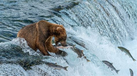 Brooks Camp Brooks Falls Katmai National Park Youtube