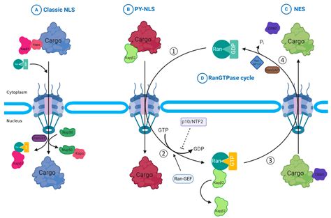 Ijms Free Full Text Nucleocytoplasmic Transport Regulatory