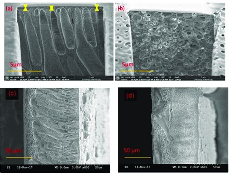 Cross Sectional Fib Sem Images Of The Top Layers Of Psf Ultrafiltration