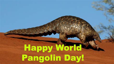 Happy World Pangolin Day By Uranimated18 On Deviantart