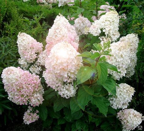 Гортензия метельчатая (Hydrangea paniculata Silver Dollar) купить от ...
