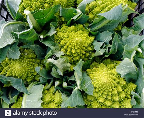 Romanesco Broccoli Or Roman Cauliflower Broccolo Romanesco