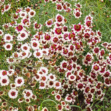 Coreopsis Seeds