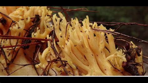 Ramaria Stricta Commonly Known As The Strict Branch Coral Greece By