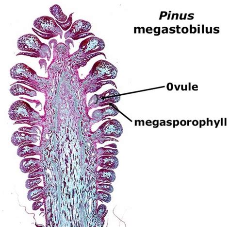 Biology 112 Chapter 26 Seed Plants Flashcards Quizlet