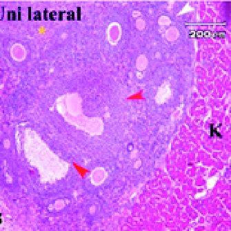 Light Microscopic Observation Of Mouse Ovaries In Control And