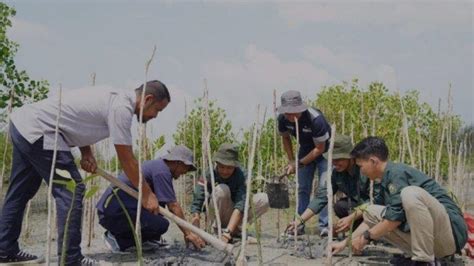 Reklamasi Lahan Bekas Tambang Pt Timah Tbk Tanam Ribuan Pohon Di