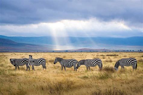 A Complete Guide to Africa Safari (50 Best Tips Inside)