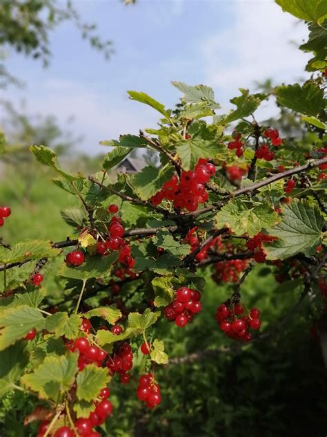 Red Currant Bush