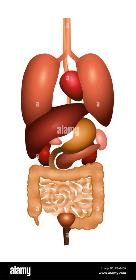 La Digestione Tratto Gastrointestinale Con Organi Interni D Schema