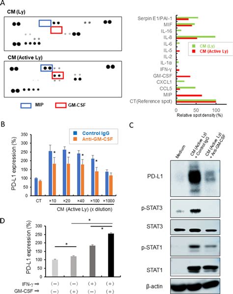 Gm Csf And Pd L1 Expression A A Cytokine Array Was Performed Using