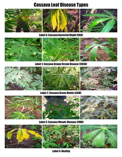 Cassava Leaf Disease Classification Using Convolutional Neural Networks