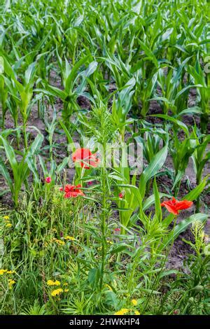 Naturaleza Agricultura Inclusiva Con Flores Silvestres Fronteras A Lo