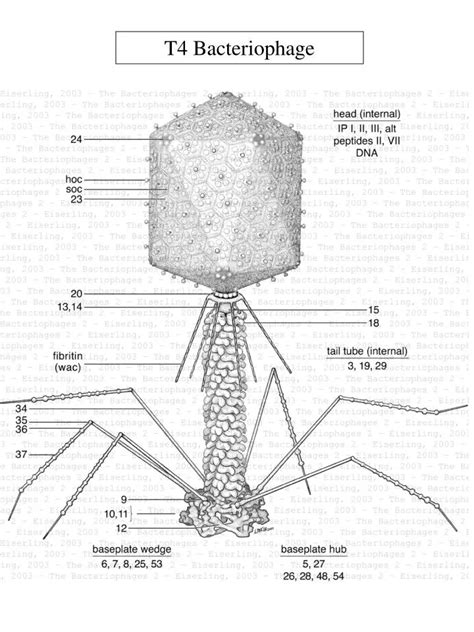 Ppt T4 Bacteriophage Powerpoint Presentation Free Download Id4109088