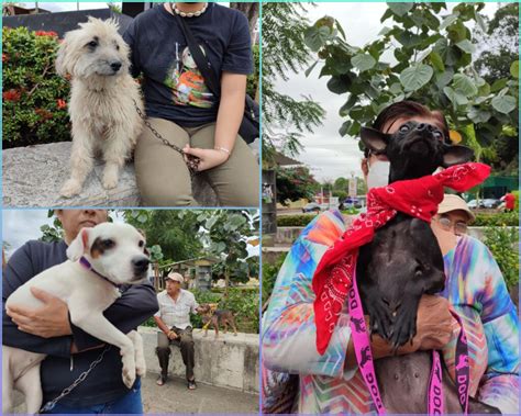 Inicio El Registro De Mascotas Para La Jornada De Esterilizaci N Canina