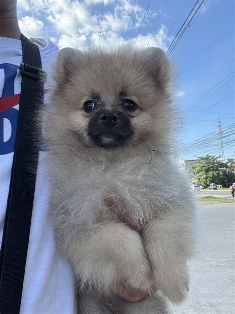 Share Your Before And After Puppy Uglies Stage Rpomeranians