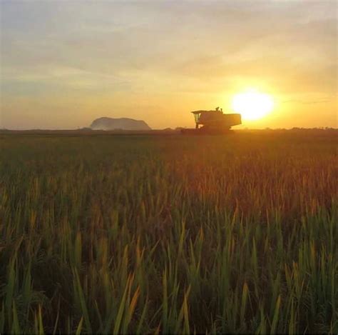 Sawah Padi Di Kedah Jack James