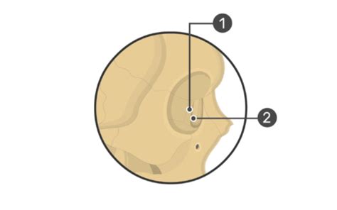 Lacrimal bone Diagram | Quizlet