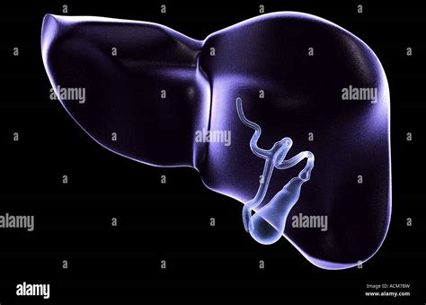 Bile Duct Hi Res Stock Photography And Images Alamy