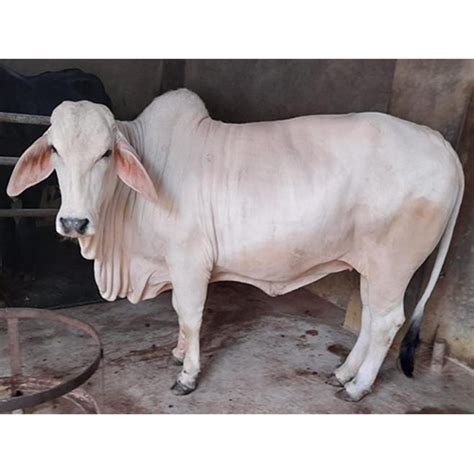 Supplier Of Pure Hf Cow Jersey Cow And Indian Murrah Buffalo In