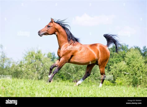 Bay Arabian Horse Galloping