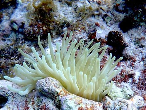 Snorkeling in Shoal Bay Beach | Snorkeling Anguilla