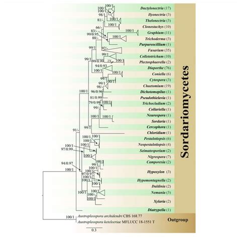 Phylogram Generated From Maximum Likelihood Analysis Based On