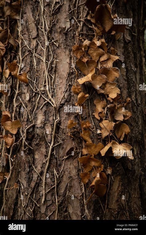 Dead Ivy Leaves Hi Res Stock Photography And Images Alamy