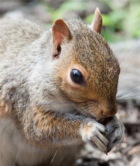 squirrels – The Albion College Pleiad Online