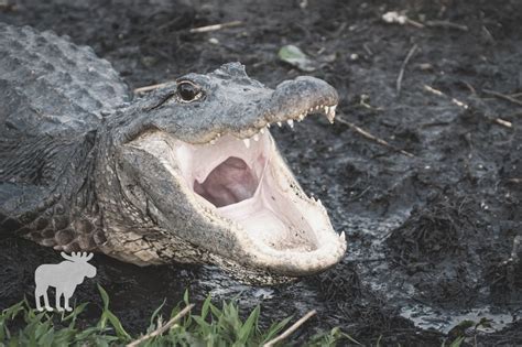 How To Survive An Alligator Attack In The Water — Forest Wildlife