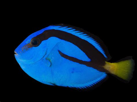 Royal Tang