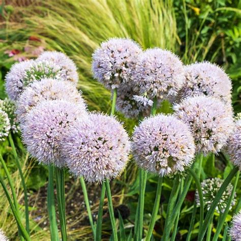 Allium Bubble Bath Ornamental Onion - Sugar Creek Gardens