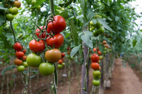 Historia Del Tomate Origen Del Tomate Y Curiosidades