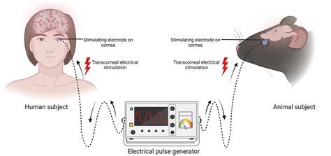 Frontiers Advances In Transcorneal Electrical Stimulation From The