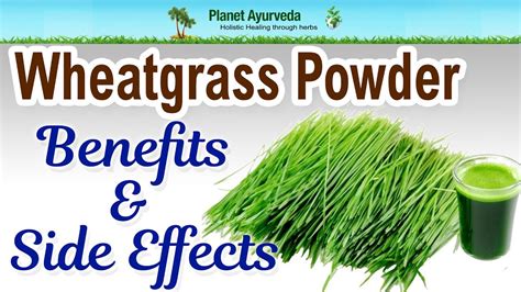 Wheatgrass Powder Benefits And Side Effects Youtube