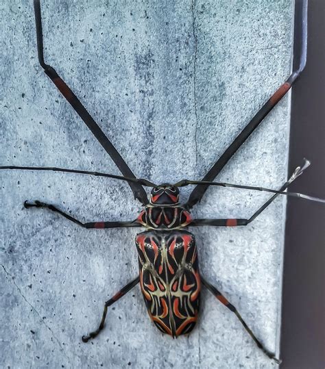 Acrocinus Longimanus Linnaeus 1758 Giant Harlequin Be Flickr