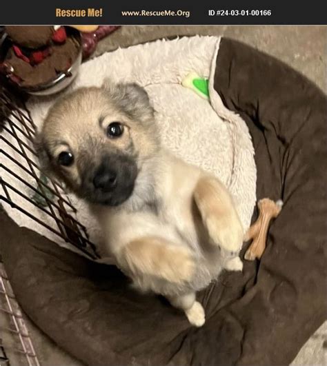 Adopt Chihuahua Rescue Lorena Tx