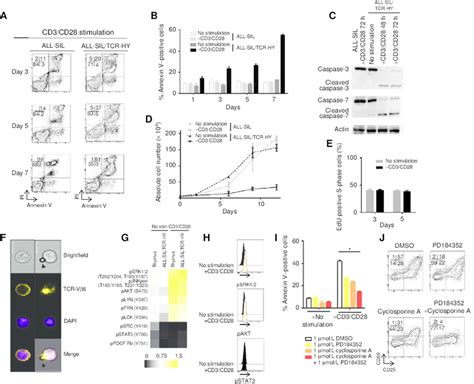 Anti Cd Stimulation Of All Sil Tcr Hy Cells Induces Tcr Signaling And