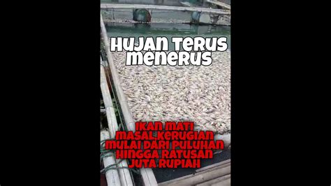 Ikan Di Danau Jatiluhur Mati Masal YouTube