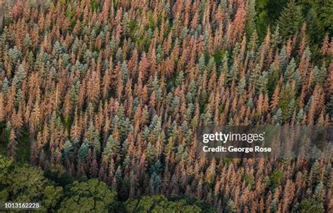 Tree Beetles Photos and Premium High Res Pictures - Getty Images