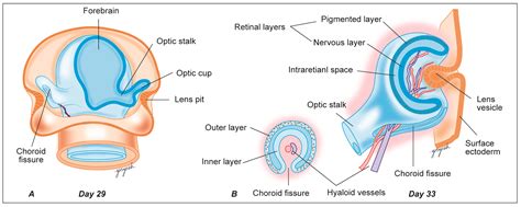 Embryology of Eye