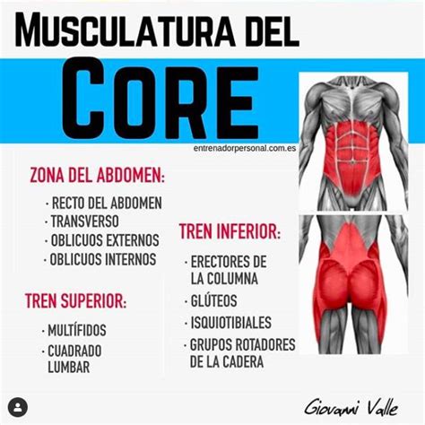 Musculatura Del Core Personal Trainer Movie Posters Person