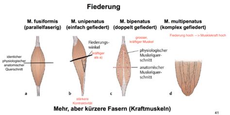 Aktiver Bewegungsapparat Skelettmuskulatur Karteikarten Quizlet