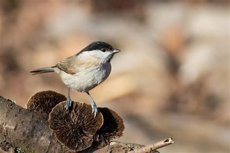 Marsh tit poecile palustris el pájaro se sienta en un hongo que crece