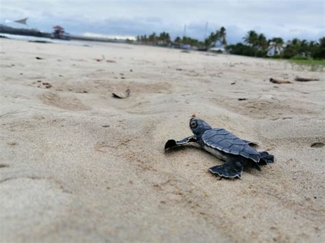 Eclosi N De Tortugas En Peligro De Extinci N En Las Islas Gal Pagos